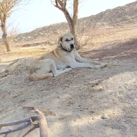 واگذاری سگ گله|سگ|طبس, |دیوار