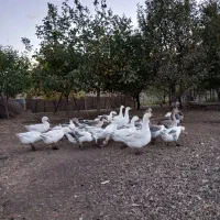 فروش تعدادی غازمحلی|حیوانات مزرعه|پیرانشهر, |دیوار