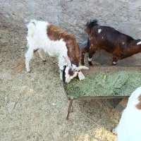 فروش دو عدد کهره نر یکی ماده|حیوانات مزرعه|بوشکان, |دیوار