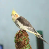 گمشده