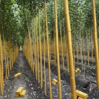 کاشت صنوبر سرمایه‌گذاری امن با سود مادام‌العمر