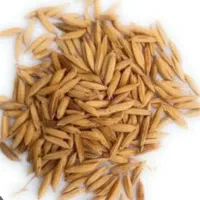 جو مختار هاشمی خشک درجه یک