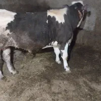 گوساله نر سیمینتال