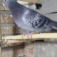 گرفتنی مسافتی|پرنده|مینودشت, |دیوار