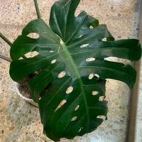 برگ انجیری|گل و گیاه طبیعی|پارسآباد, |دیوار