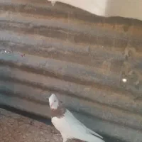 طوقی شازده نر|پرنده|شیراز, مسلم|دیوار