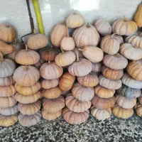 کدو چین اول حدودا 1 تن|خوردنی و آشامیدنی|طاهرگوراب, |دیوار