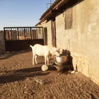 سلام‌دوستان‌نربزسانن|حیوانات مزرعه|مشهد, سجاد شهر|دیوار
