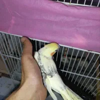 جفت عروس هلندی دوکت رام دستی|پرنده|گنبد کاووس, |دیوار