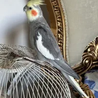 عروس هلندی نر با قفس