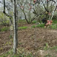 باغچه-ویلایی-به-متراژ-1200-متر