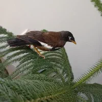 مرغ مینا فروشی