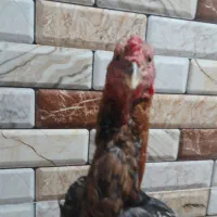 خروس لاری