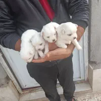 فروش ۴عددتوله پشمی ریز|سگ|داراب, |دیوار