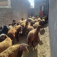 ۳۰ راس میش شیشک قزل افشار ابستن ۲ راس بره دار