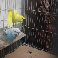 مرغ عشق|پرنده|تبریز, |دیوار