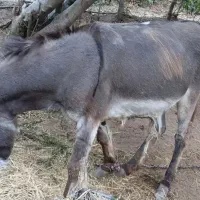 خر 5 ساله سالم وسرحال  مناسب کار برای مزرعه