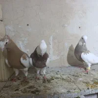 طوقی|حیوانات|شیراز, شهرک کوشکک|دیوار