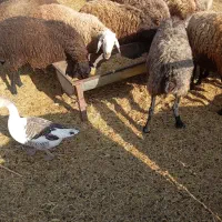 تعدادی میش،شیشک،بره نره،ماده