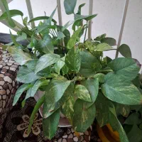 گل وگیاه آپارتمانی|گل و گیاه طبیعی|سمنان, |دیوار