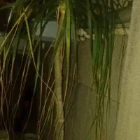 درختچه لیندا|گل و گیاه طبیعی|بهشهر, |دیوار