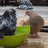 گمشده.گمشده