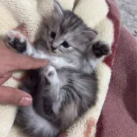بچه‌گربه‌های پرشین اسکاتیش لانگ‌هیر