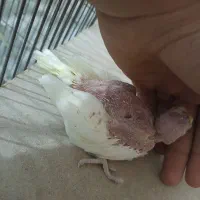 عروس لوتینو سرلاکی چشم شرابی|پرنده|بندر گناوه, |دیوار