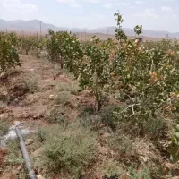 باغ فروشی با محصول پسته