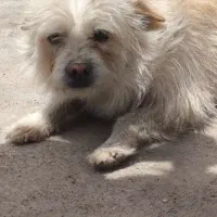 سگ پا کوتاه