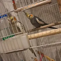 یک جفت عروس  نرو ماده