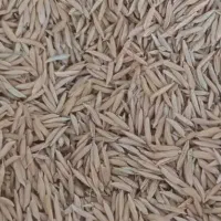 برنج محلی گهر