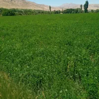 کاه یونجه چین دوم خالص|لوازم جانبی حیوانات|یاسوج, |دیوار