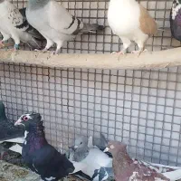 تعدادی کفتر ماده و نر|پرنده|زرند, |دیوار