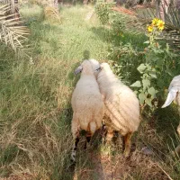 سه تا میش آبستن سنگین با یک نری محلی