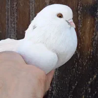 یه جفت ماده تهرانی