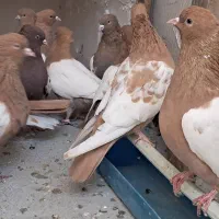 جفتگاه رنگه آس سینه پرتغالی موشی کله سیاه|پرنده|مشهد, وکیل‌آباد|دیوار