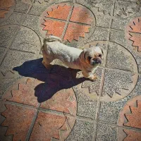 سگ پیکنیز|سگ|نهاوند, |دیوار