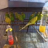 ۸ عدد مرغ عشق ۷ تا نر یک عدد ماده|پرنده|رودهن, |دیوار