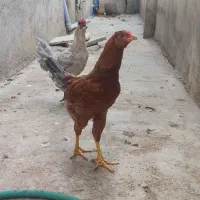 شهرستان رامیان