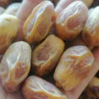 فروش خرما امسال