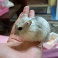 همستر مینیاتوری