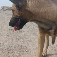 سگ نر باهوش 6 ماهه|سگ|اردکان, |دیوار