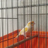 قناری نر پرتقالی|پرنده|پاکدشت, شهرک امام رضا|دیوار