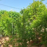 خانه ویلایی درحاجی آبادنیزار|فروش خانه و ویلا|سلفچگان, |دیوار