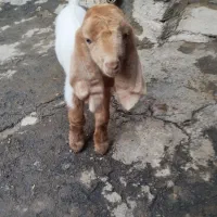 بزغاله نر نژدی|حیوانات مزرعه|بروجرد, |دیوار