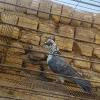 سیزده تا تا پرنده .|پرنده|اردکان, |دیوار