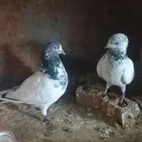 کبوتر خارجی