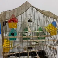 فنچ|پرنده|میانه, |دیوار