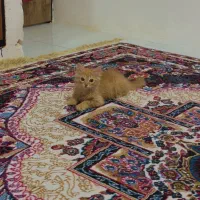 گربه|گربه|محمدشهر, محمدشهر|دیوار